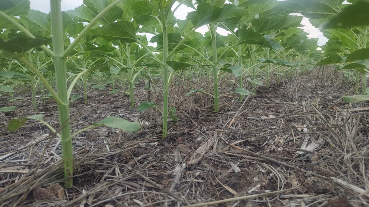 HABITANTE DEL NORTE. En el establecimiento La Florida, al este de Jesús María en el departamento Colón, el cultivo de girasol se metió en la rotación y lo hizo con muy buen desempeño agronómico y productivo. (Gentileza Establecimiento La Florida)
