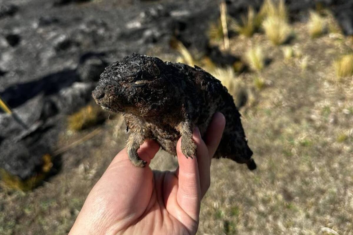 Roedor quemado por las llamas. (Foto: Tamara Toselli, bombera voluntaria)