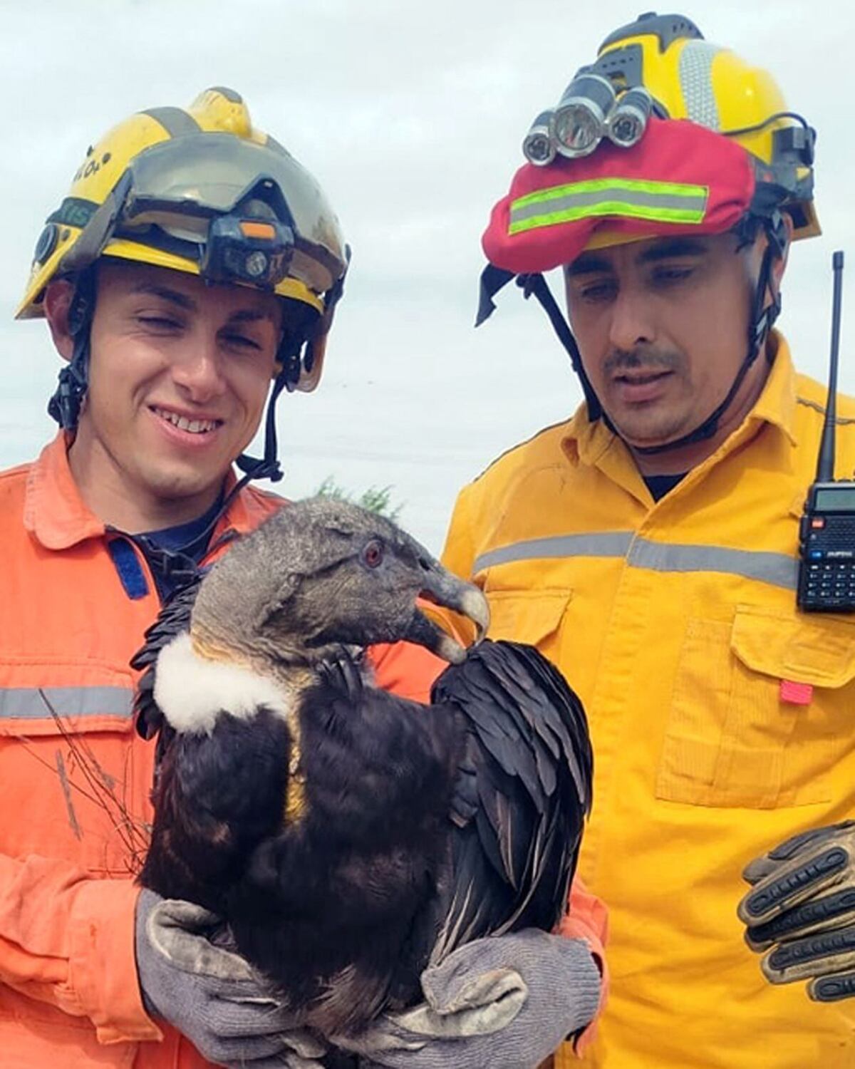 Bomberos de Salsacate rescataron un cóndor hembra herido de bala.