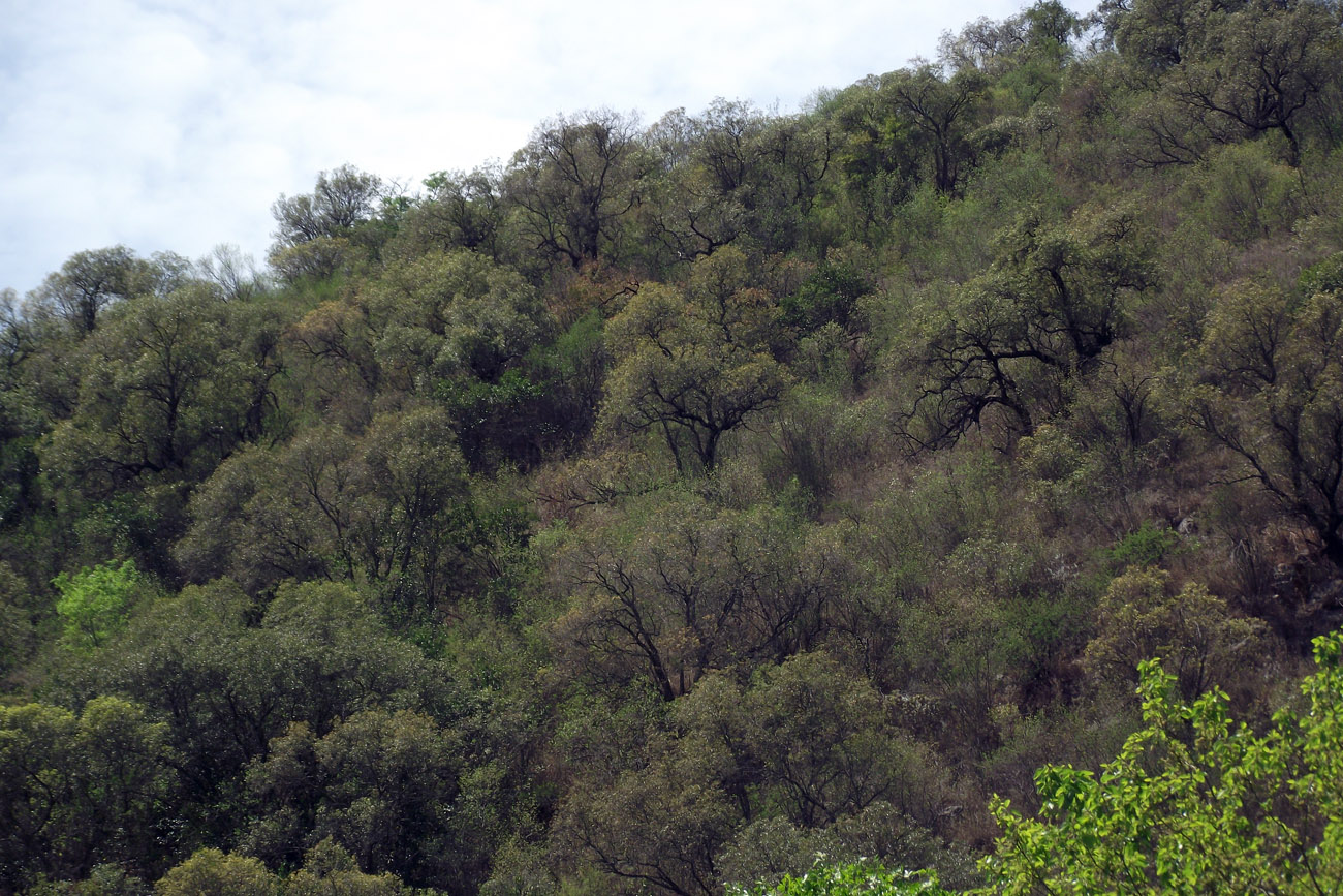 Bosque con predominio de molles en las sierras de Córdoba. 