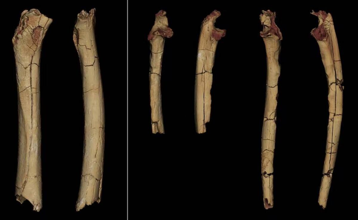 Modelos digitalizados en 3D de los tres huesos de las extremidades del TM 266 atribuido a Sahelanthropus tchadensis (a la izquierda, el fémur en vista posterior y medial a la derecha, los dos cúbitos en vista anterior y lateral) (Foto: Franck Guy/Palevoprim (CNRS & Université de Poitiers) / MPFT, Author provided)