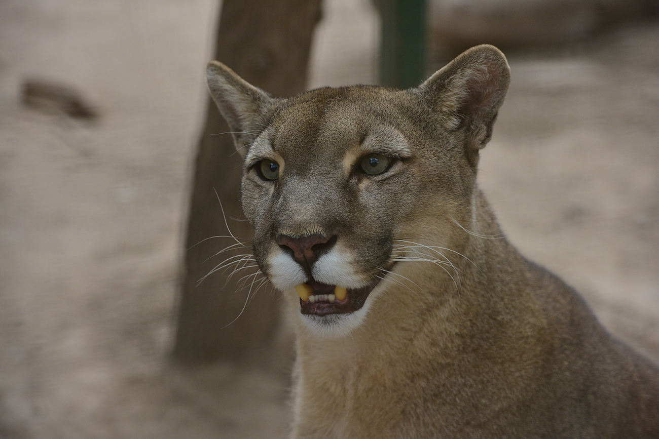 Recorrida por el Parque de la Biodiversidad. Ex zoologico de Córdoba. (José Gabriel Hernández / La Voz)