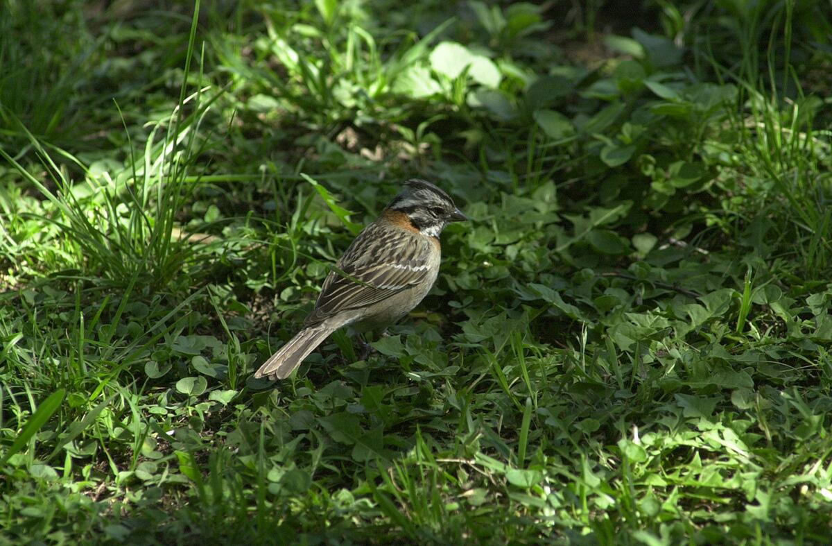 La herramienta utilizada en el estudio es prometedora para preservar el repertorio vocal de las aves salvajes. (Foto: Ramiro Pereyra / La Voz)