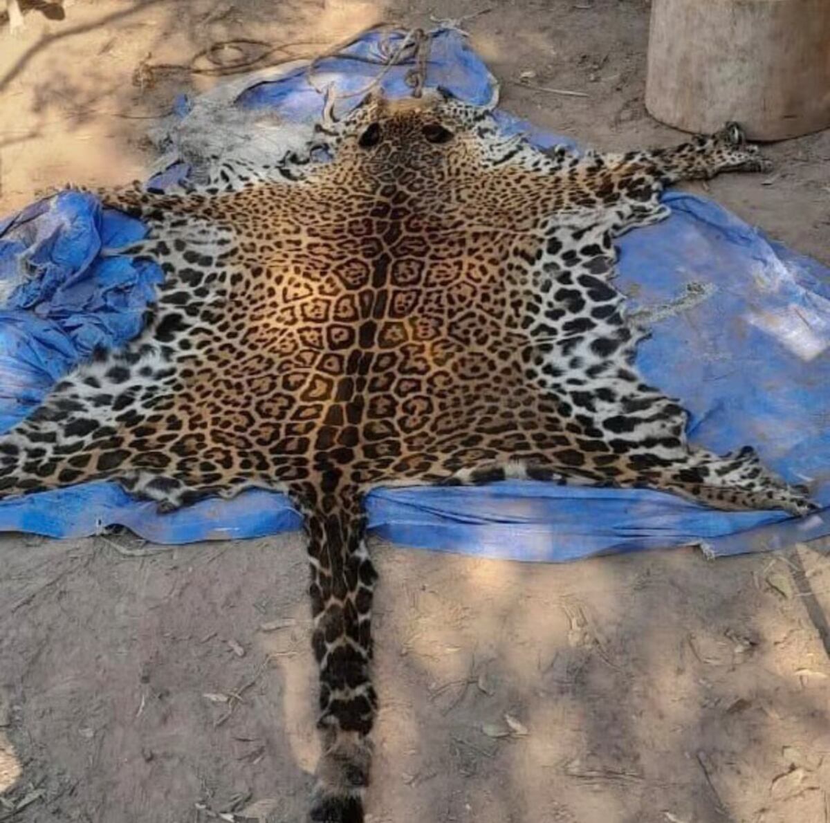 Hasta hoy, la Justicia no logró dar con la piel del yaguareté que aparece en las fotos ni con el arma utilizada para matarlo, a pesar de los numerosos allanamientos realizados. (Infobae)