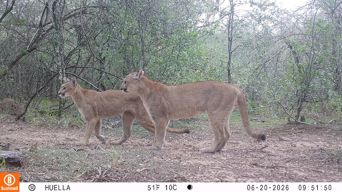 Puma. (Gentileza Verónica Quiroga)