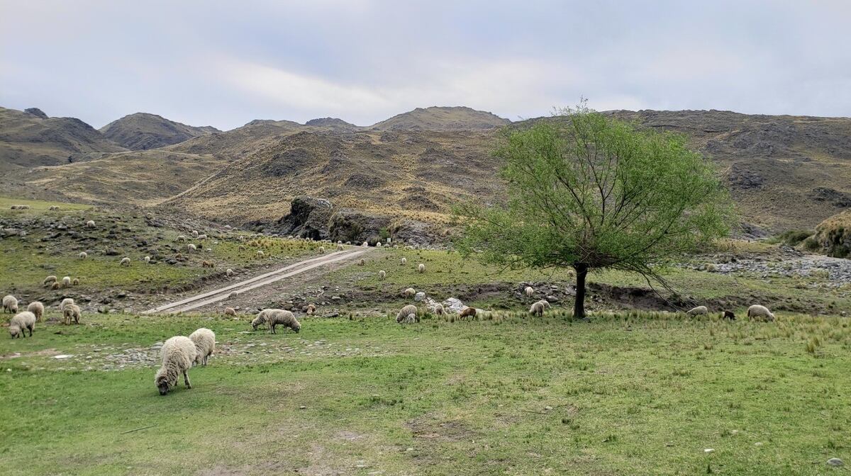 En Los Vallecitos hay ovejas, caballos, gansos, llamas y otros animales. (Foto: Florencia Vigilante)