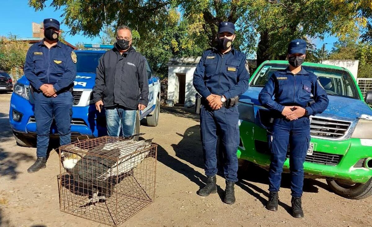 Córdoba. El rescate del cóndor. (Policía de Córdoba)