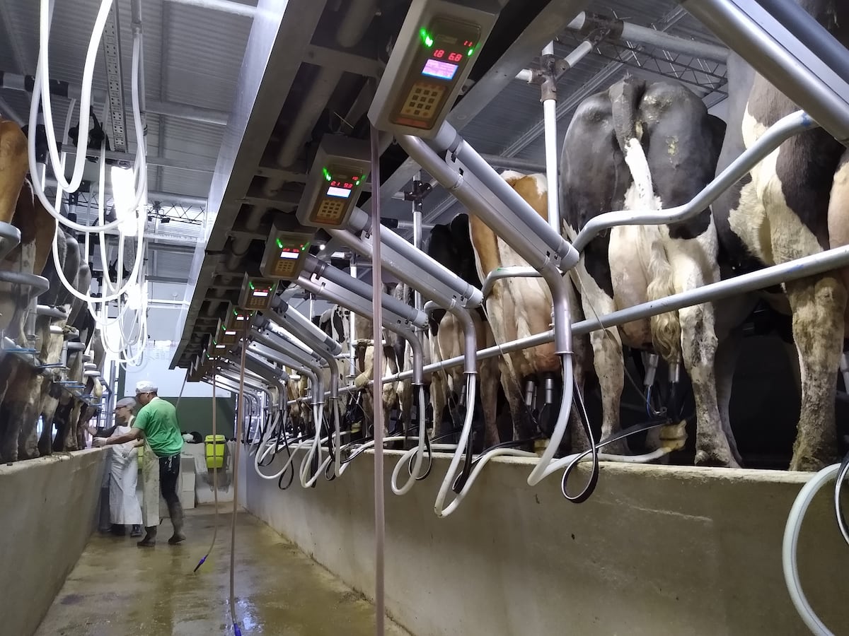 Sala de ordeñe nueva, inaugurada en el 2021. Tiene extractores automáticos y una máquina que mide temperatura y conductividad eléctrica de la leche, lo que permite saber el estado sanitario de la vaca. (Gentileza)