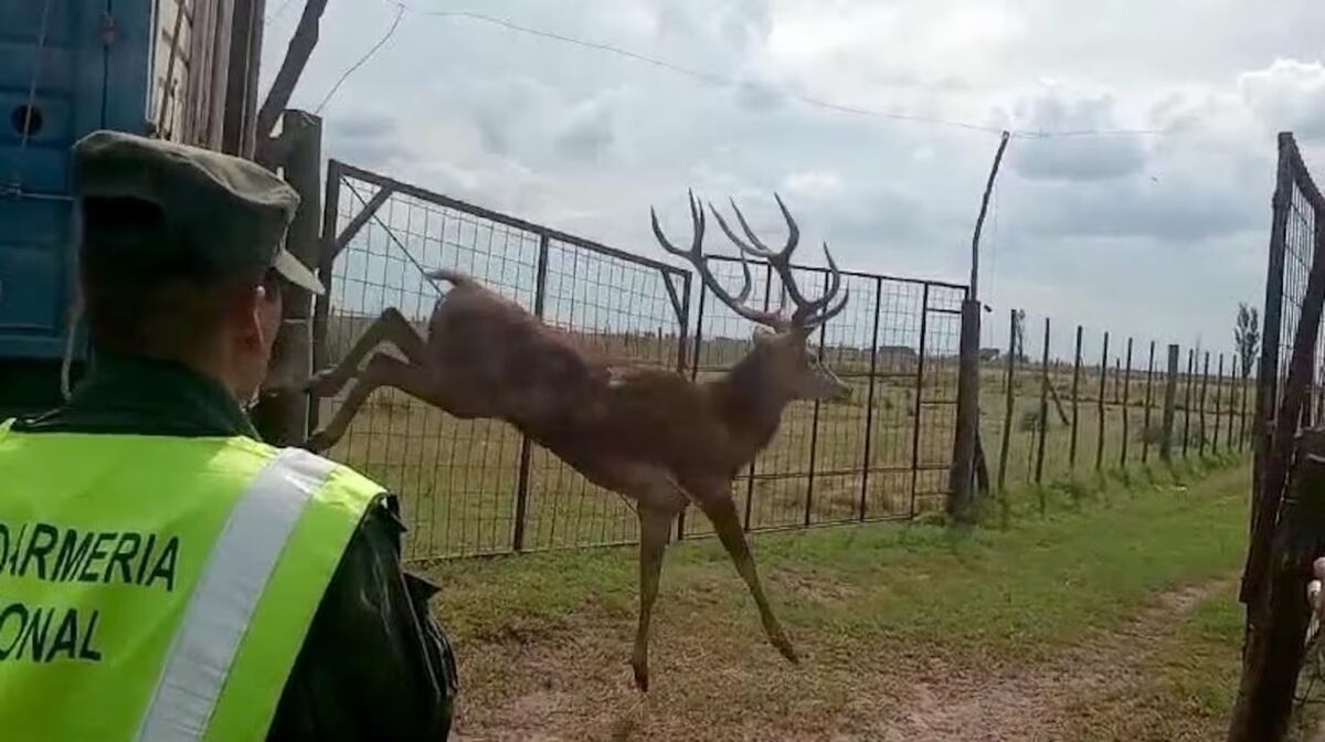 Insolito. Agentes de la Seguridad Vial detuvieron a un hombre que trasladaba ocho ciervos en un camión. (Gentileza: El Doce)