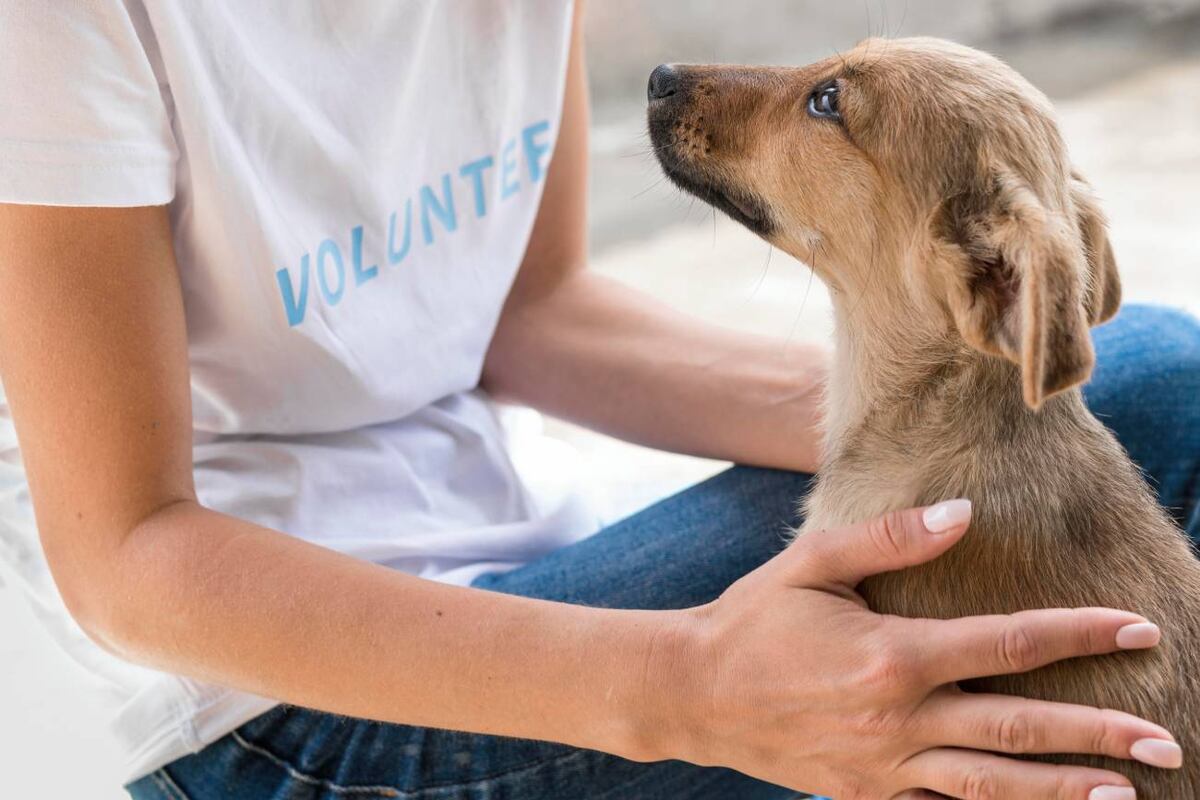 Lo dice la ciencia: por este motivo tu perro salta de alegría cuando volvés a casa