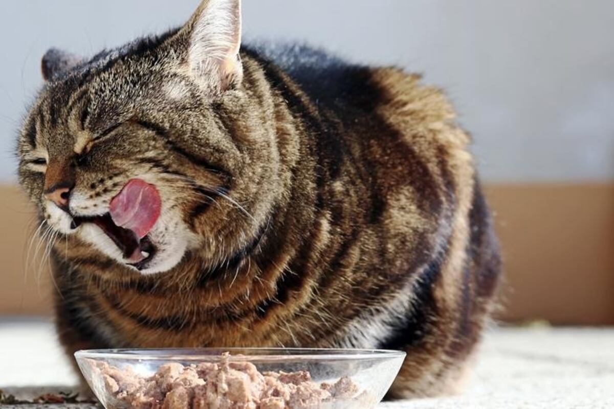 Atún para gatos: ¿es saludable incorporarlo a su dieta y cada cuánto se puede ofrecer?