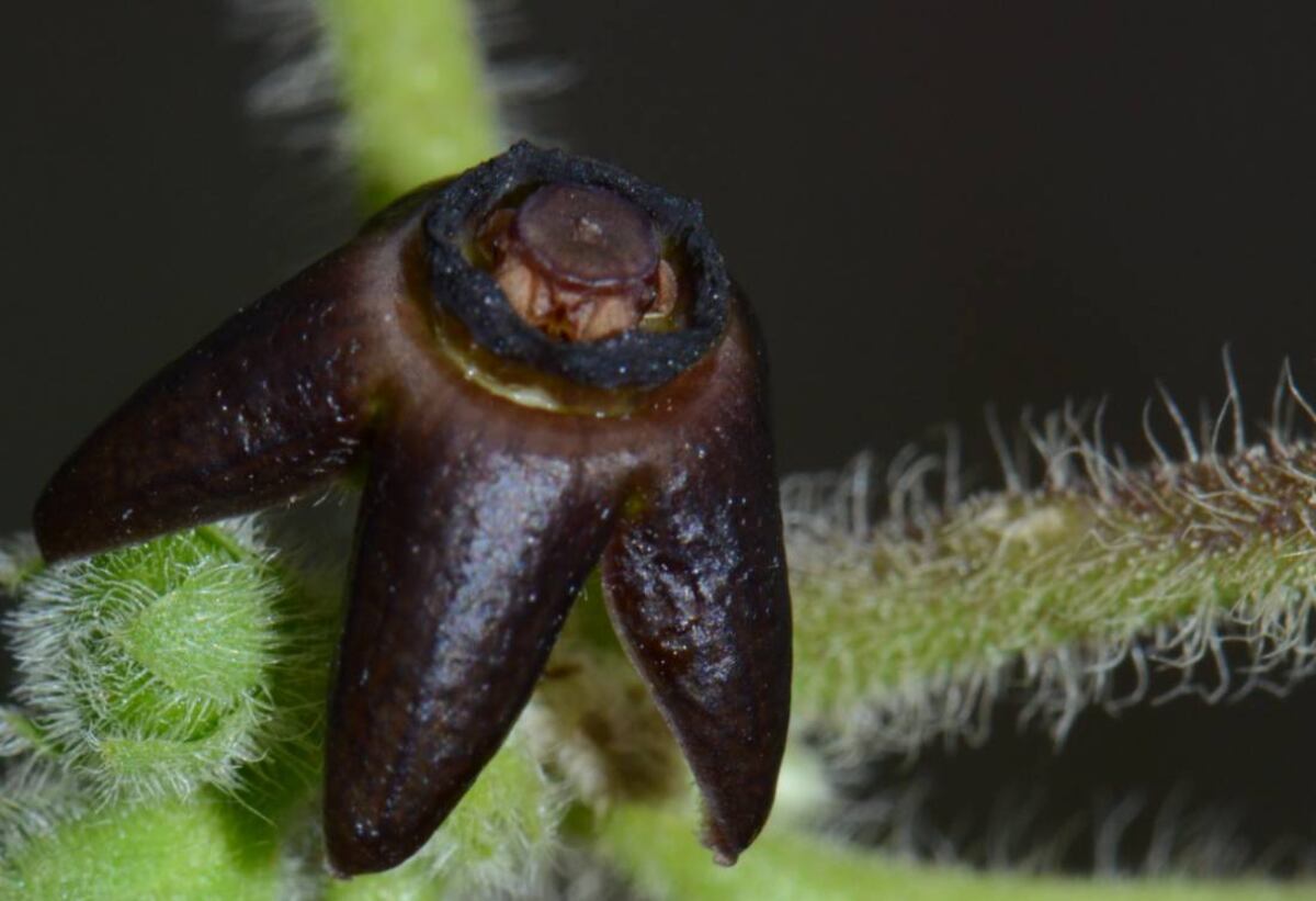 Estrellita. Las flores de la estrellita hedionda tiene color y olor a caca para atraer moscas.