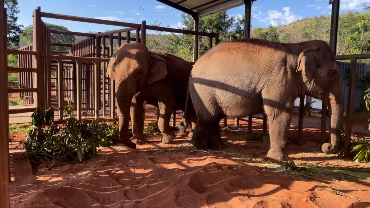 Brasil. Pocha y Guillermina ya están en el santuario de Mato Grosso.