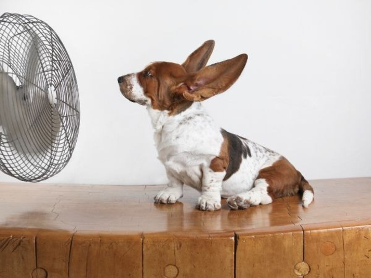 Ola de calor y mascotas: dónde deben dormir los perros durante las noches de altas temperaturas