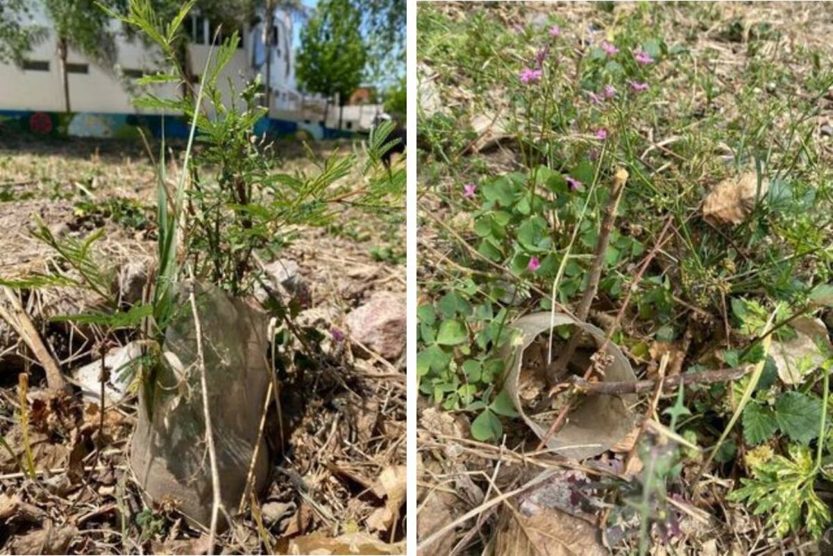 Algunos de los árboles que destrozó la desmalezadora. (Río Sustentable)