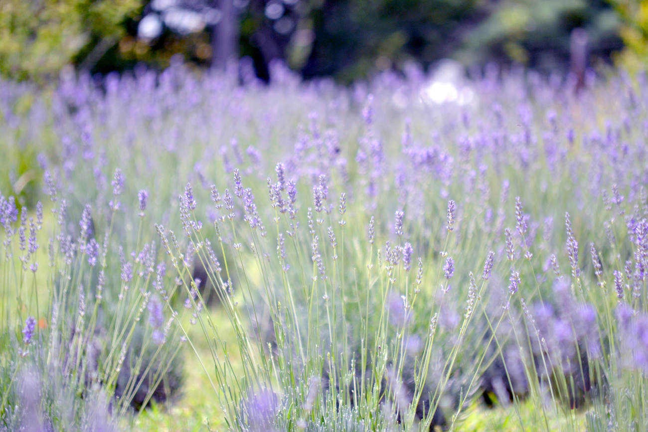 La hierba poderosa que te hará dormir como un bebé (y calmará tu ansiedad). (Gentileza: Islavanda)