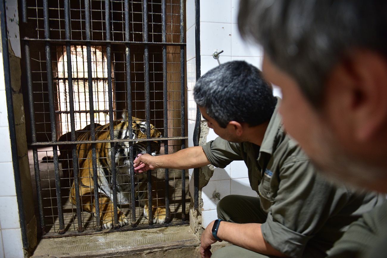 El área de servicio del sector de grandes felinos. Por allí se los alimenta y se administra la salida a los patios. En la foto está Diego, un tigre naranja que fue abandonado por un circo en Bell Ville. (José Gabriel Hernández / La Voz)