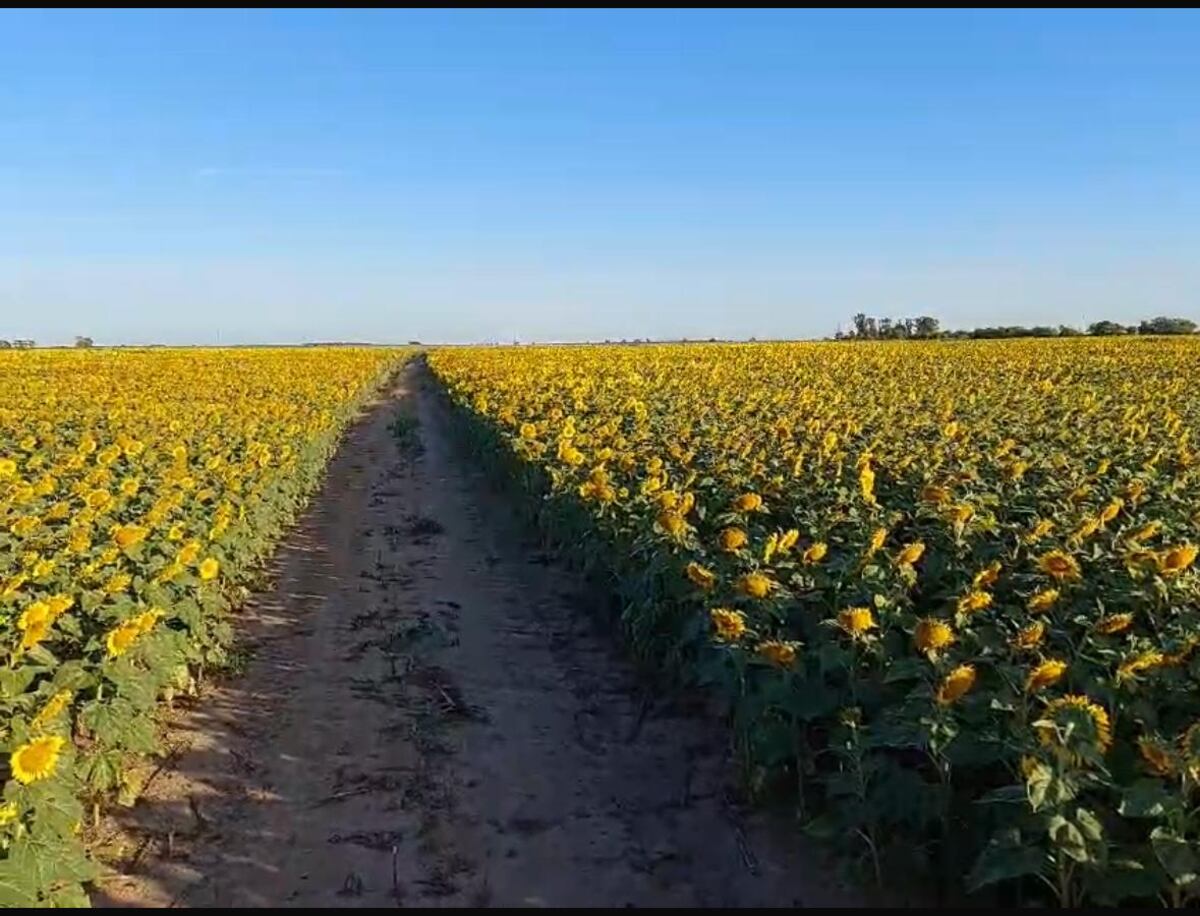 GIRASOL EN CÓRDOBA. Las empresas semilleras definen los híbridos que desean evaluar, y los ensayos se establecen en campos de la región, bajo las condiciones y tecnología propias de los productores. (Gentileza Inta)