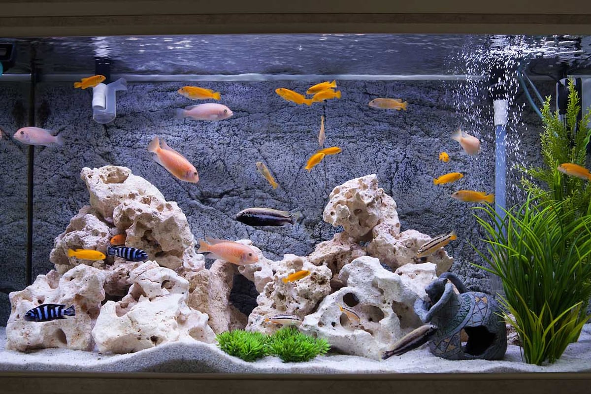 Especies. Siempre hay que asesorarse por especialistas acerca de los peces que se desean incorporar al acuario.