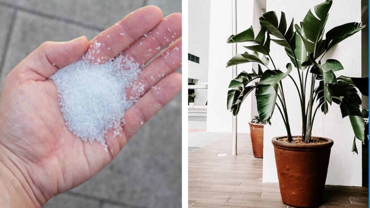 El truco casero que jardineros recomiendan para ahuyentar plagas y armonizar el hogar