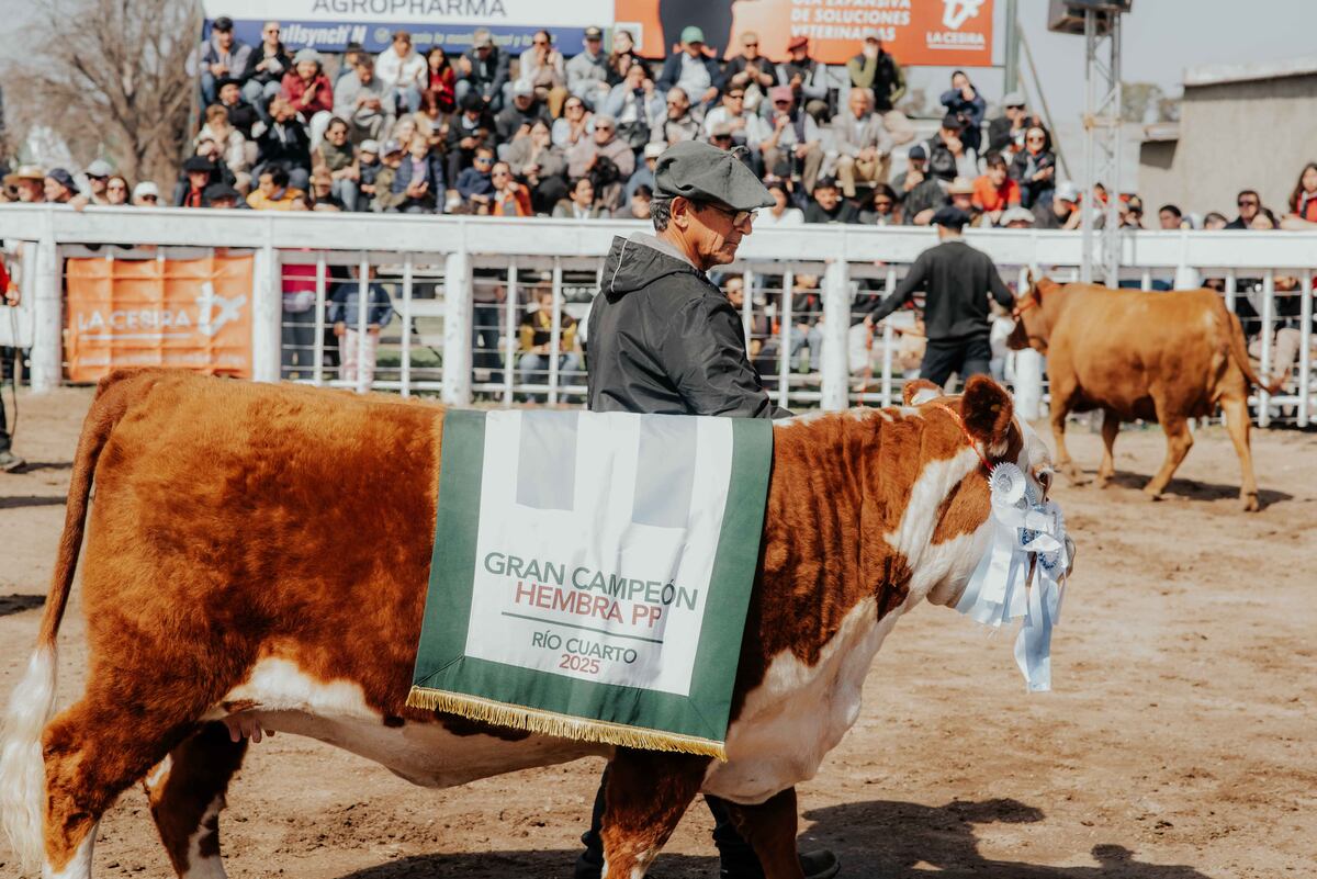JURAS GANADERAS. La Exposición Rural de Río Cuarto eligió en su edición 91ª a los grandes campeones bovinos, ovinos y porcinos. (La Voz)