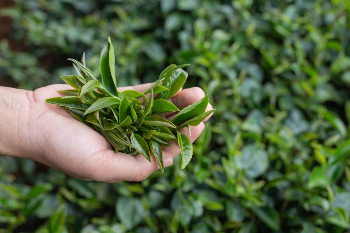 Las hojas de té pueden atrapar metales pesados, reduciendo su presencia en el agua, según un estudio de la Universidad Northwestern. (Freepik)