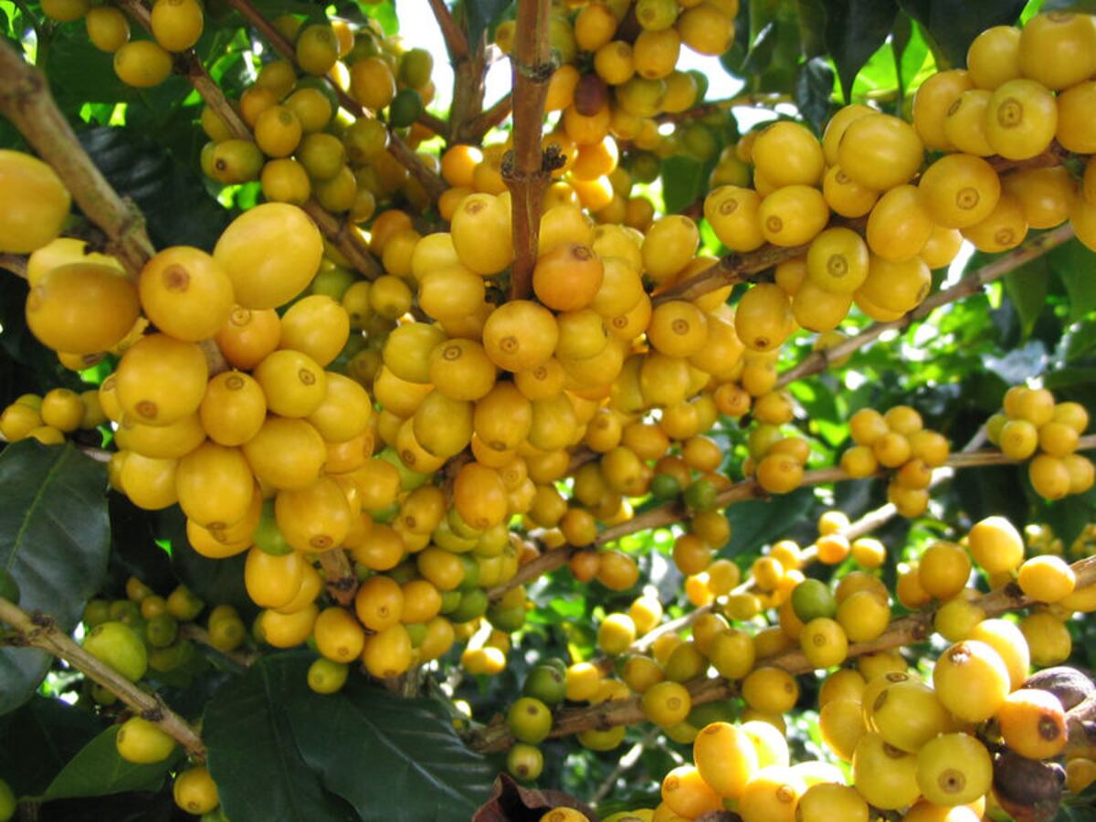 La fruta de oro.