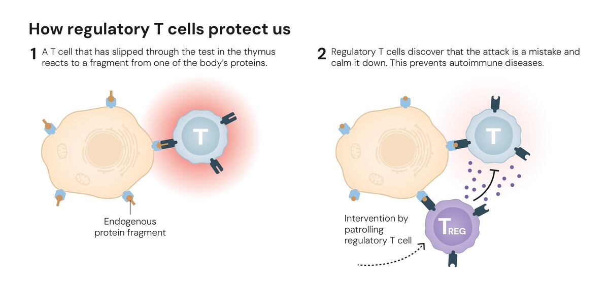 Cómo las células T descubren un virus. (nobelprize.org)