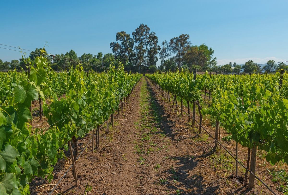 Isla de Maipo