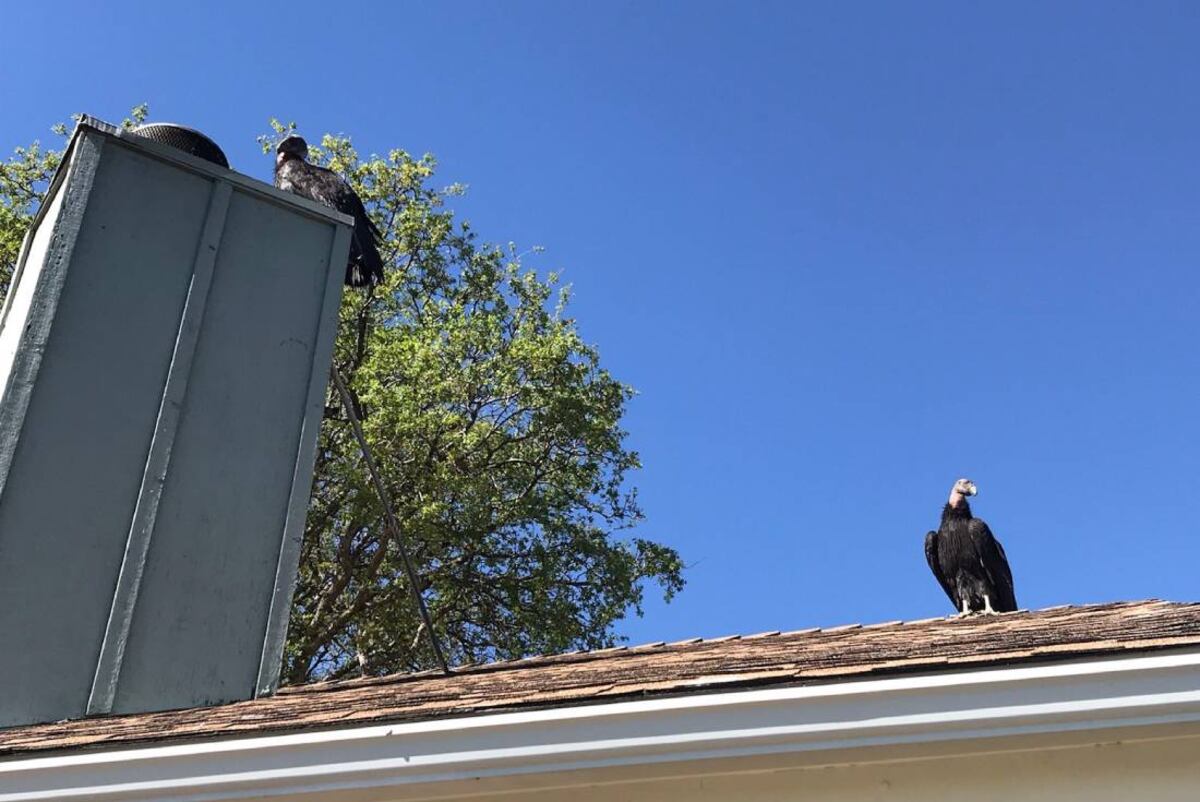 Los cóndores californianos que se obsesionaron con la casa de Cinda Mickols. Todos tenían alguna identificación de un programa de rastreo de estas aves (fotos publicadas por @SeanaLyn en Twitter).