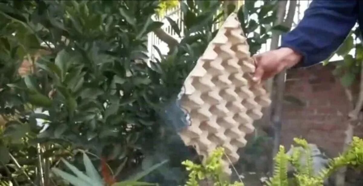Repelente casero con maples de huevo: el truco ecológico que espanta mosquitos en verano