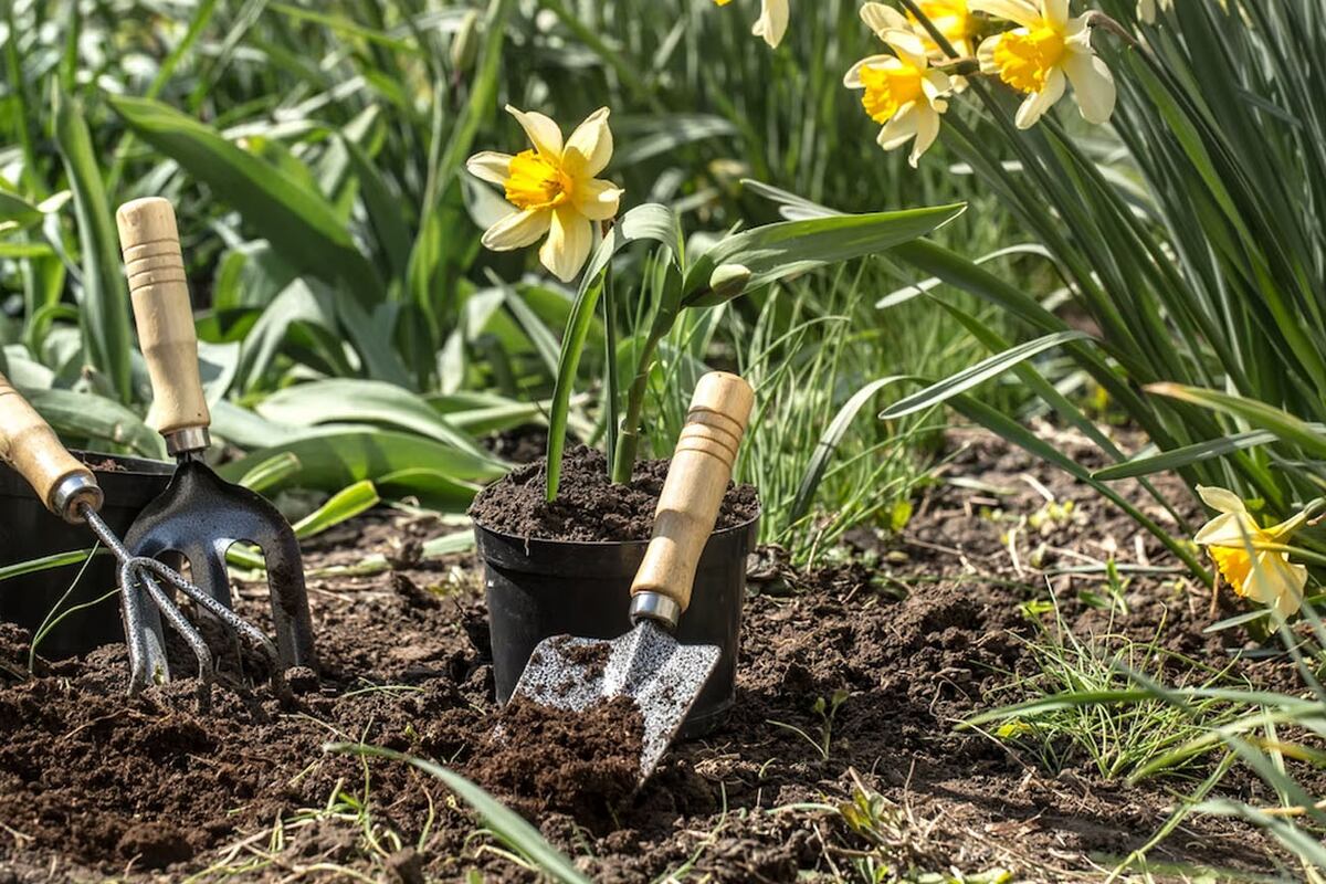 Si estás por armar una nueva maceta, se recomienda hacerle una base de cinco centímetros de piedras, pedacitos de ladrillos o chip para mantener hidratada a la planta desde la raíz. Freepik.