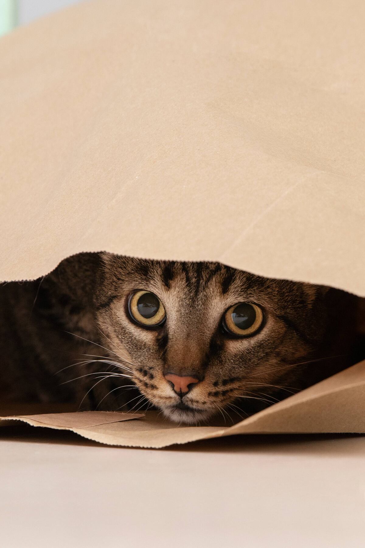 En Argentina ya hay más de 14 millones de gatos; su independencia, adaptación a la vida urbana y capacidad de brindar compañía emocional explican su creciente popularidad. (Freepik)
