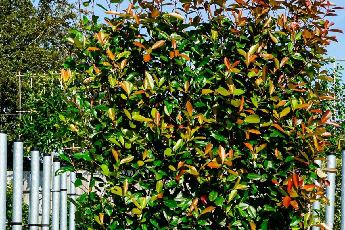 La Photinia es un género de alrededor 40-60 especies de pequeños árboles y grandes arbustos perteneciente a la familia Rosaceae. (Unsplash)