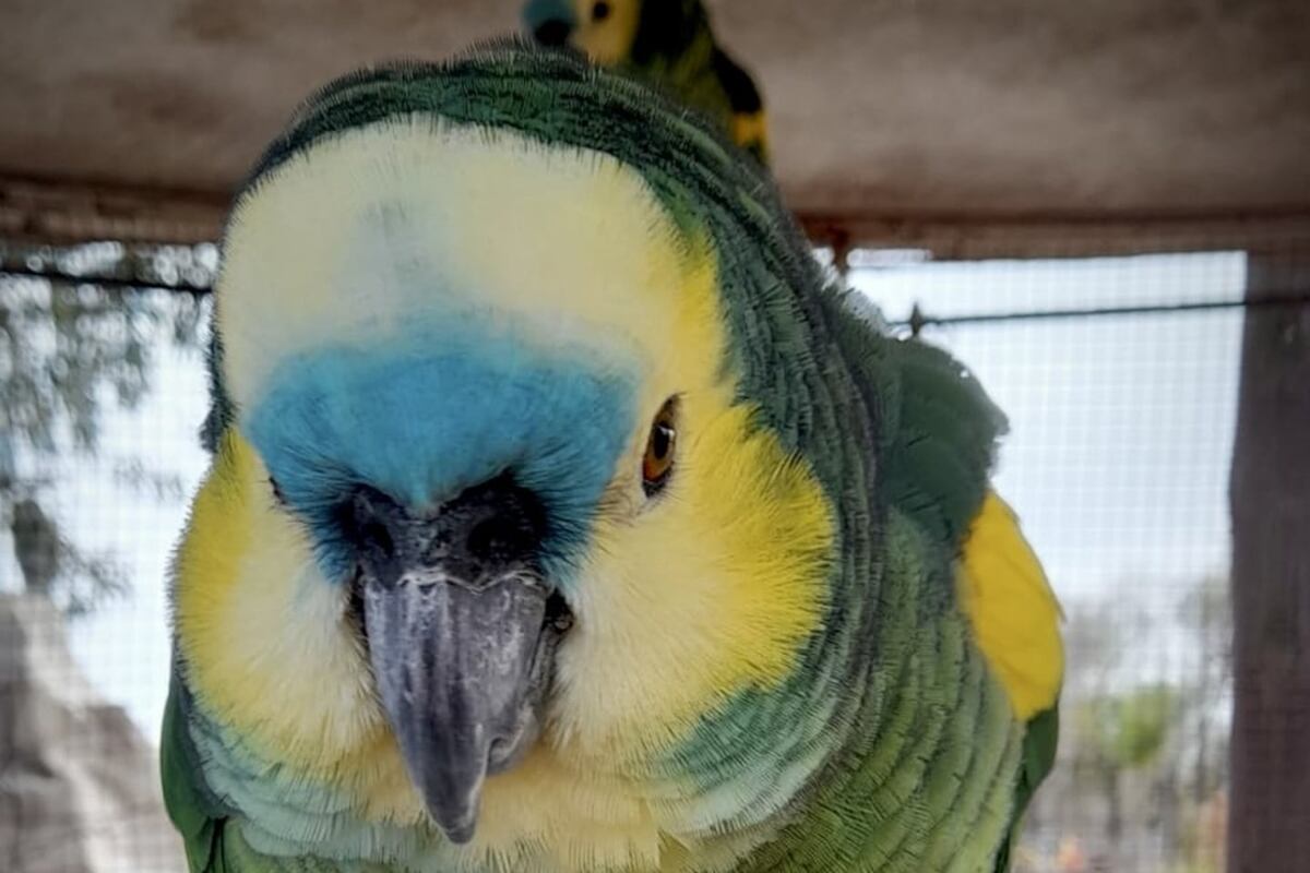 Animales rescatados en Córdoba. (Gentileza)