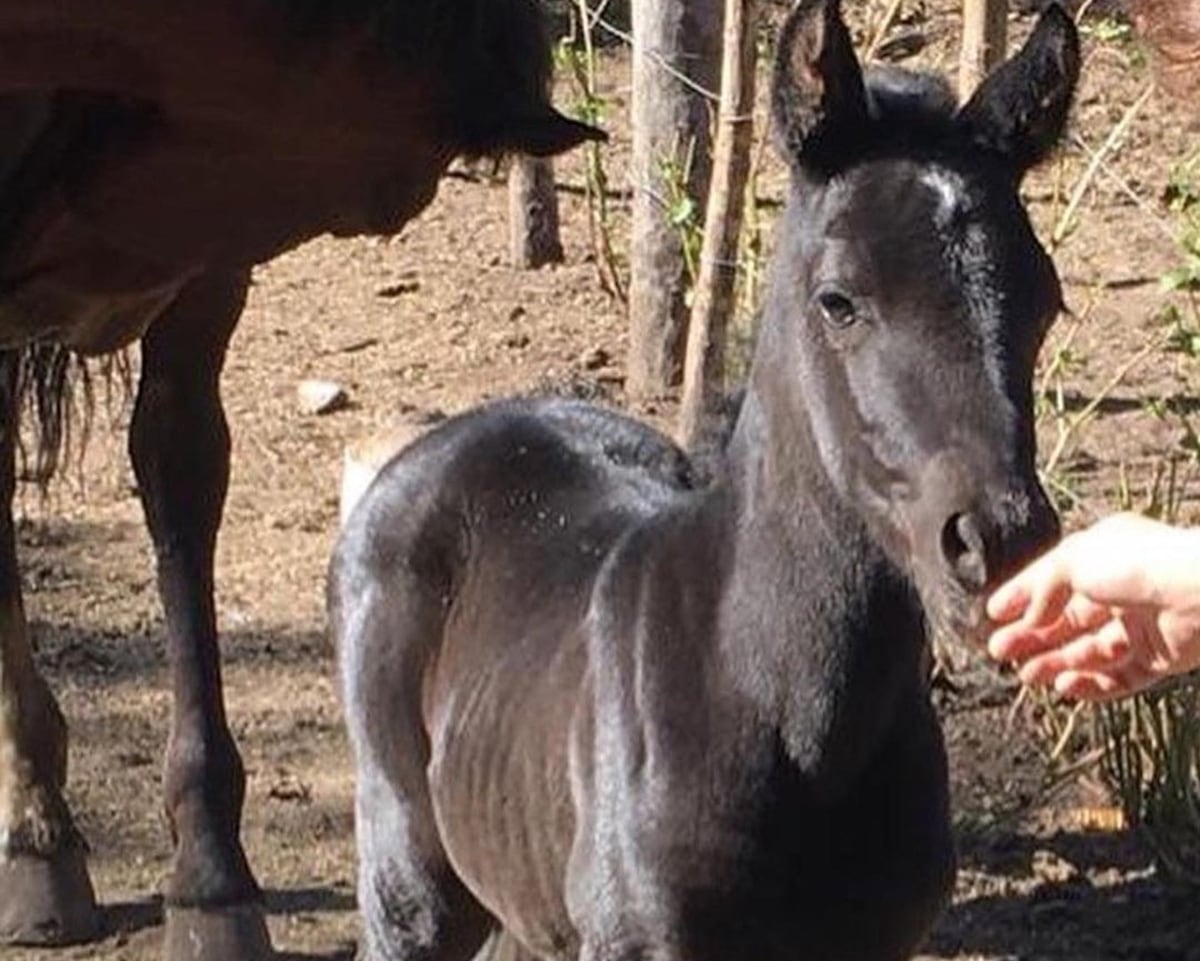 Robaron cuatro caballos de la Fundación La Granja del Sr. Brito, en Villa Allende (Foto Instagram de la Fundación)
