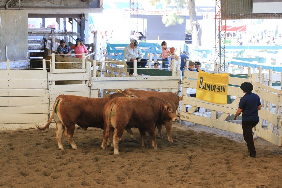 Gran Campeón Macho Limousin
