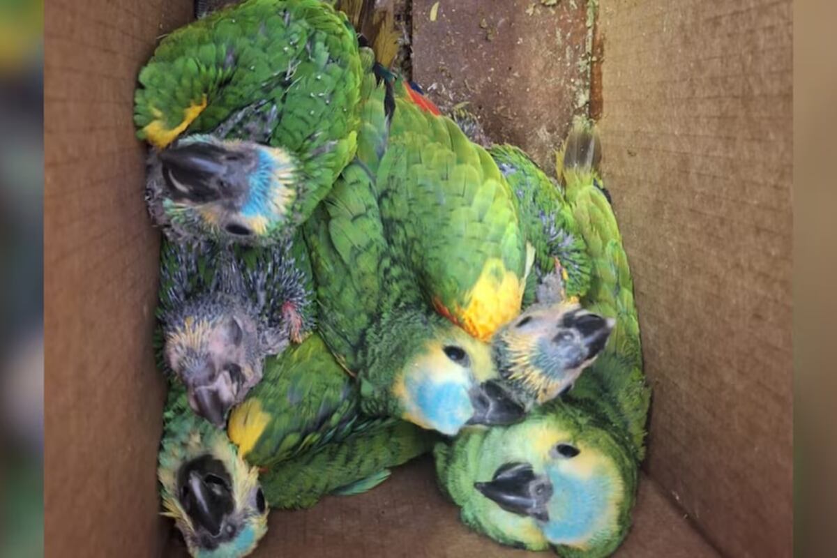 Jujuy: rescataron más de 10 de loros habladores que eran transportados en forma ilegal. (Foto: gentileza Infobae)