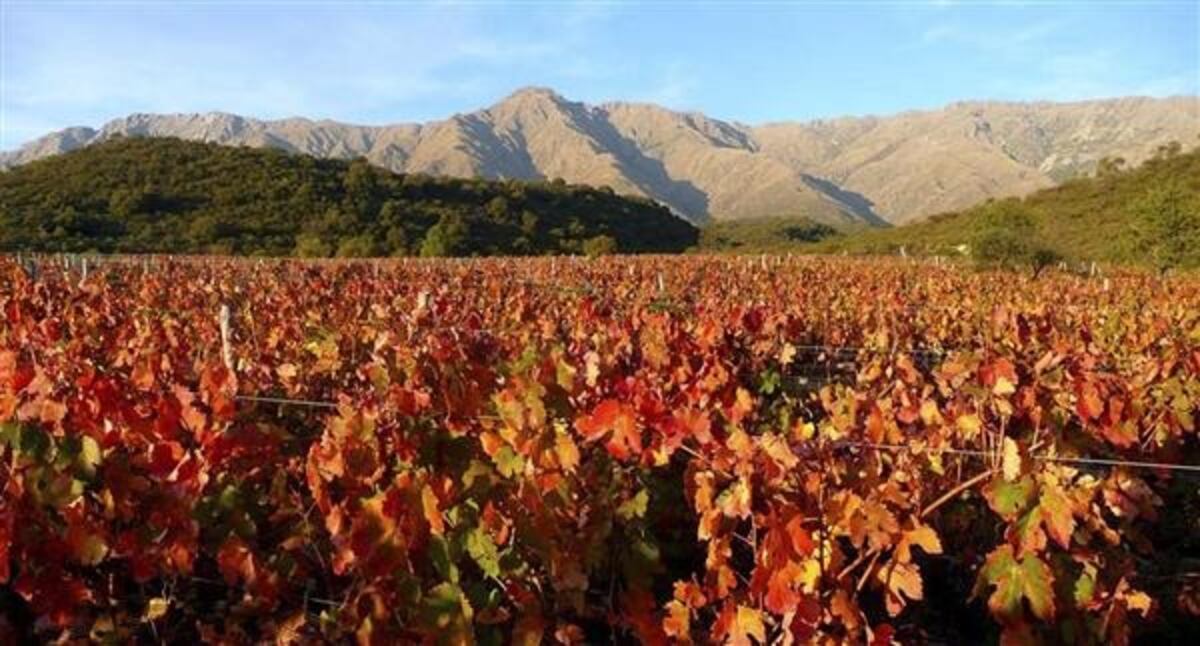 Córdoba se afianza como destino del vino: más de 20 bodegas entre sierras y cultura