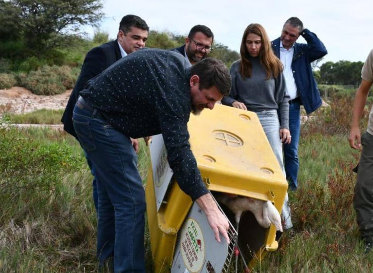 Recomiendan no sacar a los animales de sus hábitat natural. (Policía Ambiental)