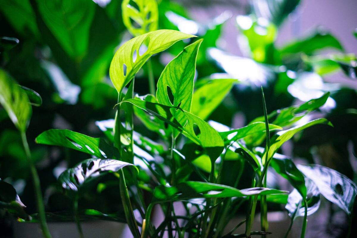 Monstera adansonii. (Unsplash)