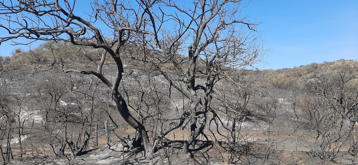 Bosques nativos, el día después del fuego, en 2021, en el norte cordobés. (La Voz)
