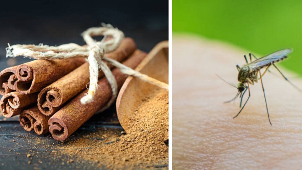Cómo usar canela hervida para ahuyentar mosquitos en el hogar