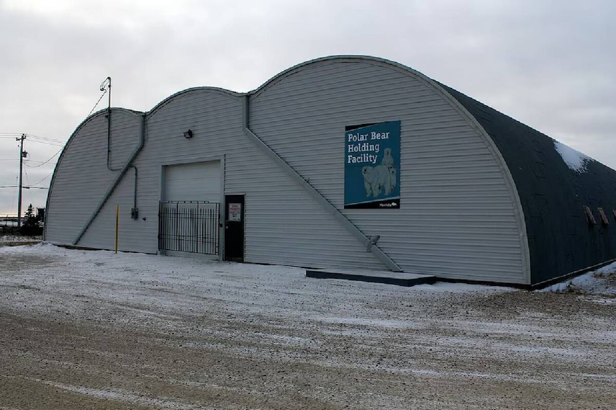 La “cárcel de los osos polares”: el centro en Canadá que busca salvar a humanos y animales.