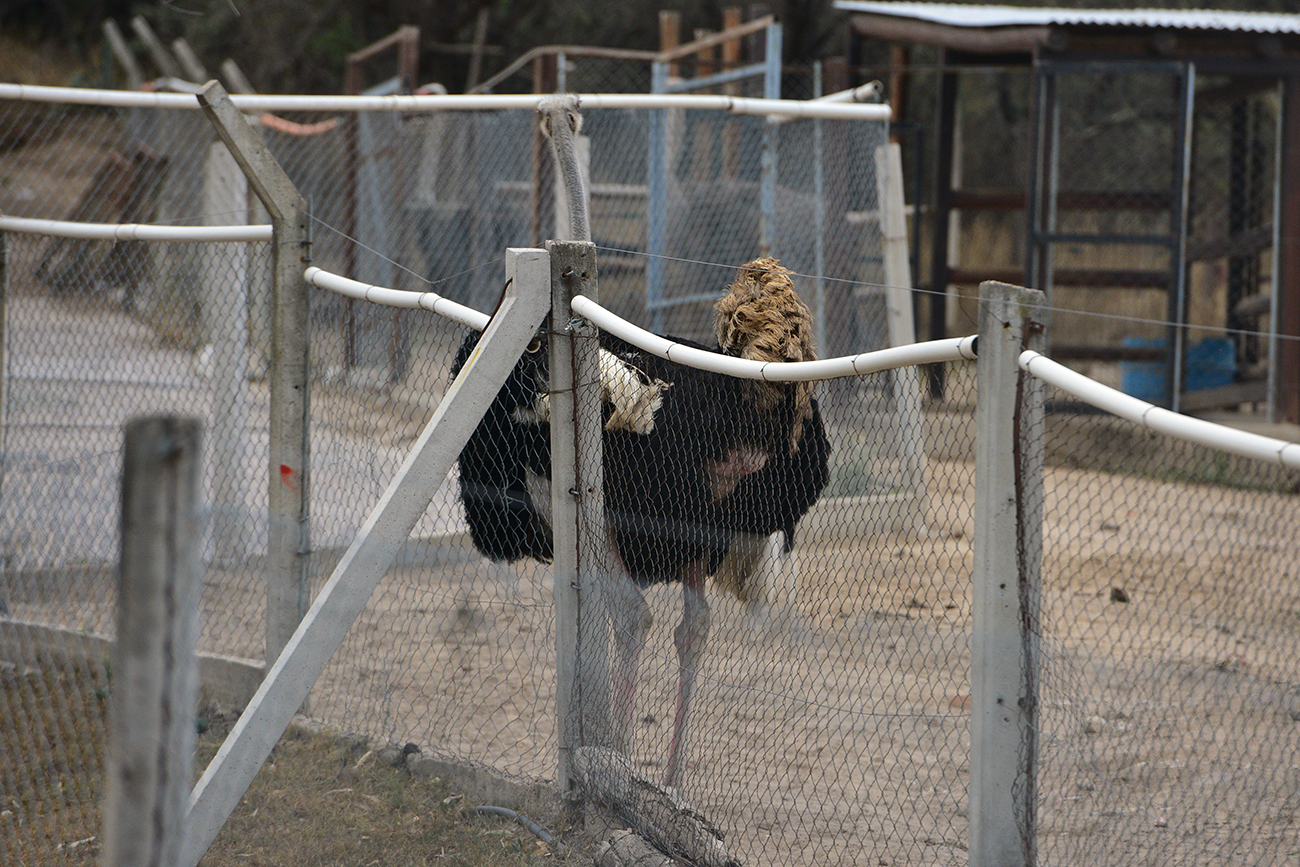 Uno de las avestruces que viven en el Parque de la Biodiversidad. (José Gabriel Hernández / La Voz)