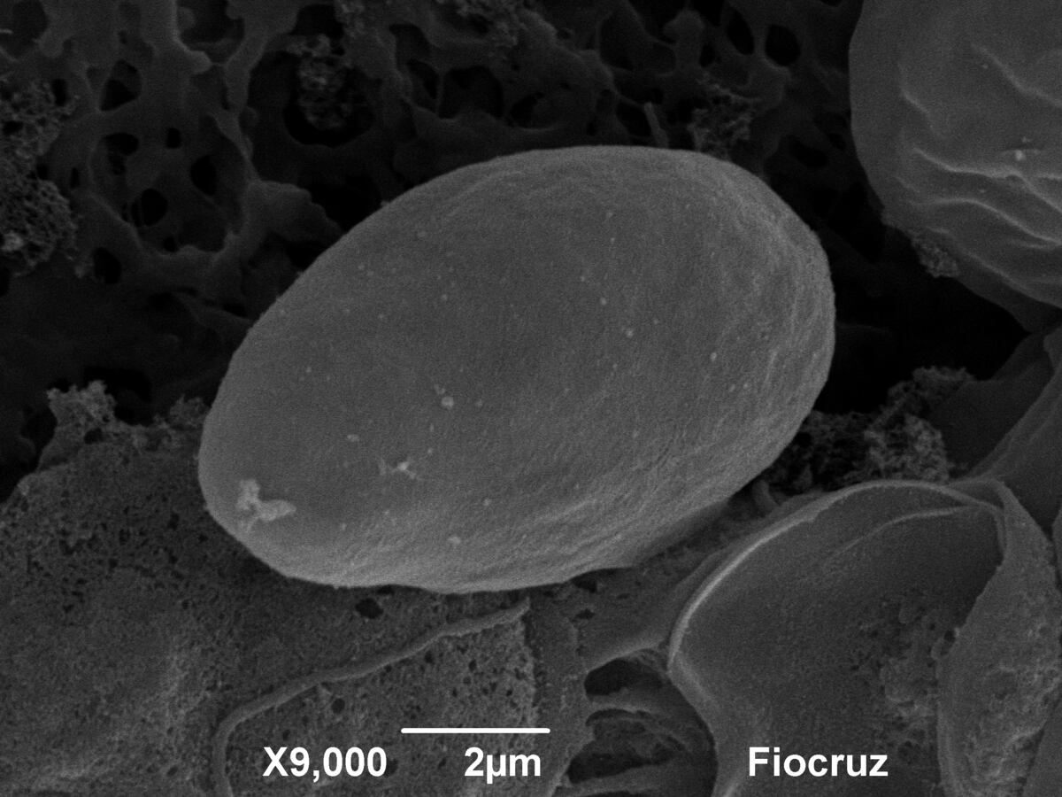 Los investigadores vendieron sus anillos de casamiento para pagar una publicación científica. (Instituto Ferreyra)