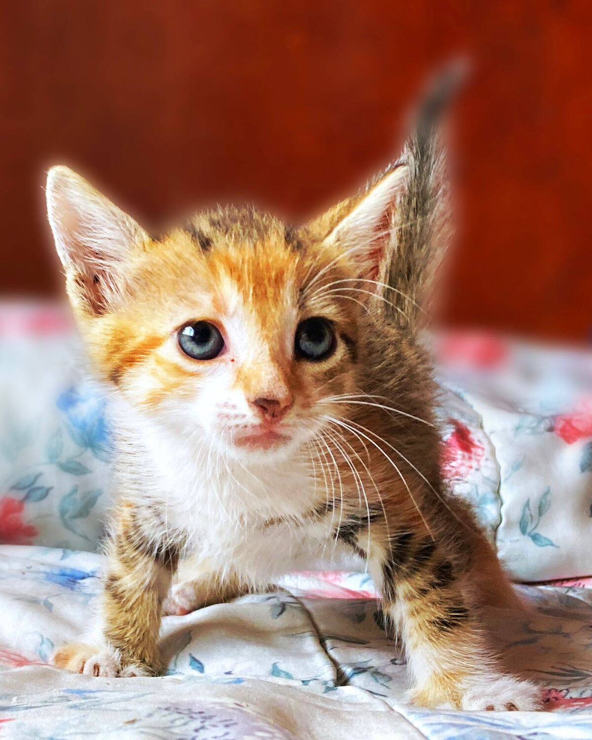 Más que simples mascotas, los gatos pueden convertirse en un apoyo emocional clave en tiempos de crisis. (Julio Audisio)