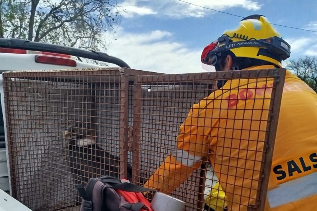Bomberos de Salsacate rescataron un cóndor hembra herido de bala.