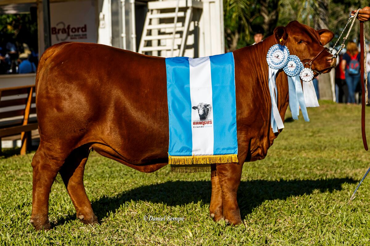 La ternera colorada brangus que fue elegida como la mejor del país en esa raza este año. (Gentileza Colombo y Magliano)