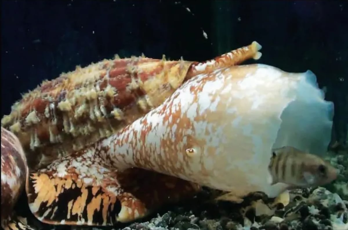 Peligroso. El caracol cono puede matar a una persona en cuestión de horas. (Gentileza)
